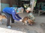 ลงพื้นที่ฉีดวัคซีนป้องกันโรคพิษสุนัขบ้าให้แก่หมาและแมว